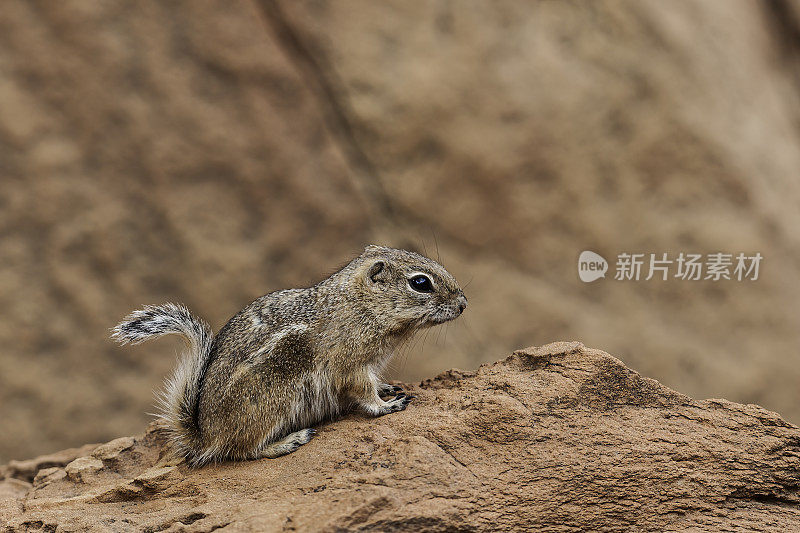 白尾羚羊松鼠(ammospermoophilus leucurus)是一种昼动的地松鼠，发现于美国西南部和墨西哥北部的干旱地区。国会礁国家公园，犹他州。科罗拉多高原。犹他州。